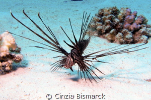 Thiny lion
Pterois miles juv.
 by Cinzia Bismarck 